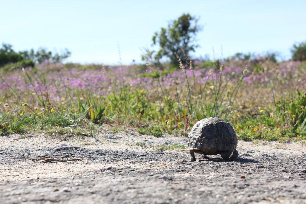 schildpad in West Coast National Park