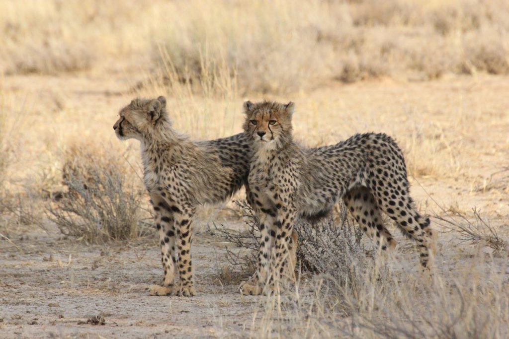 twee jonge cheeta's in kgalagadi Transfrontier park