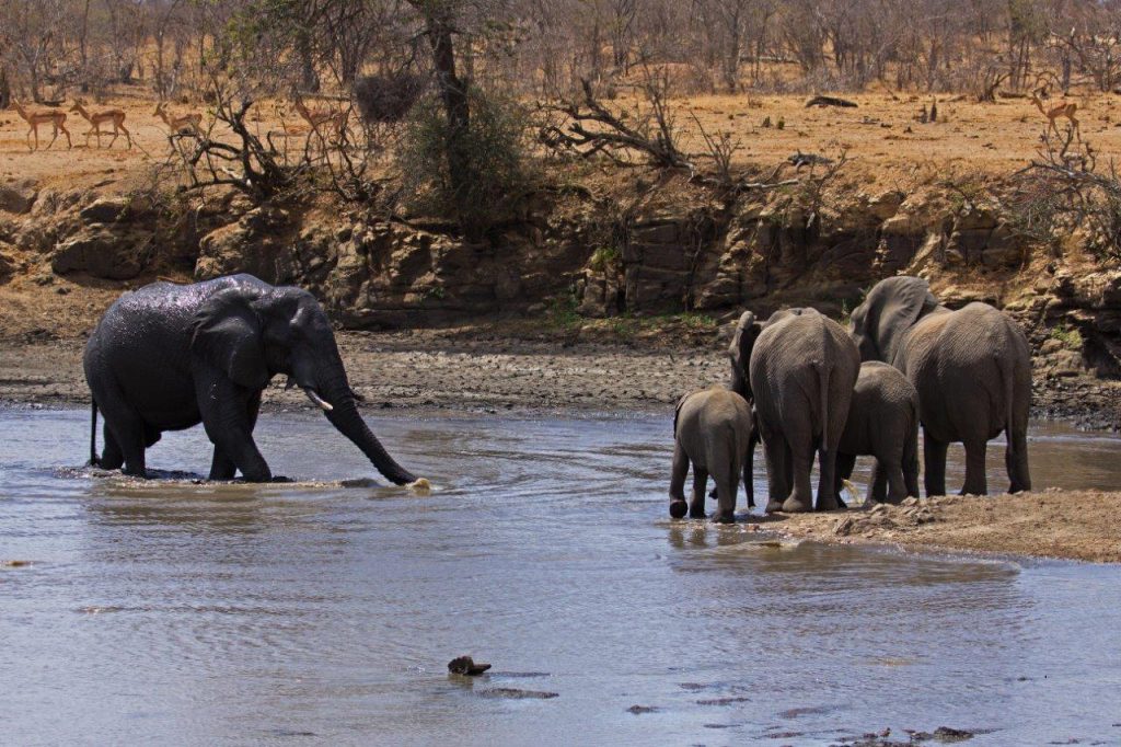 olifanten in afrika