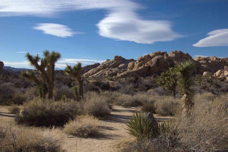 joshua tree national park