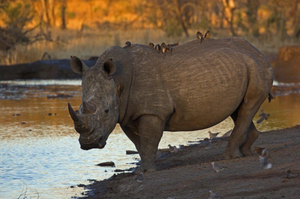 neushoorn in zuid-Afrika