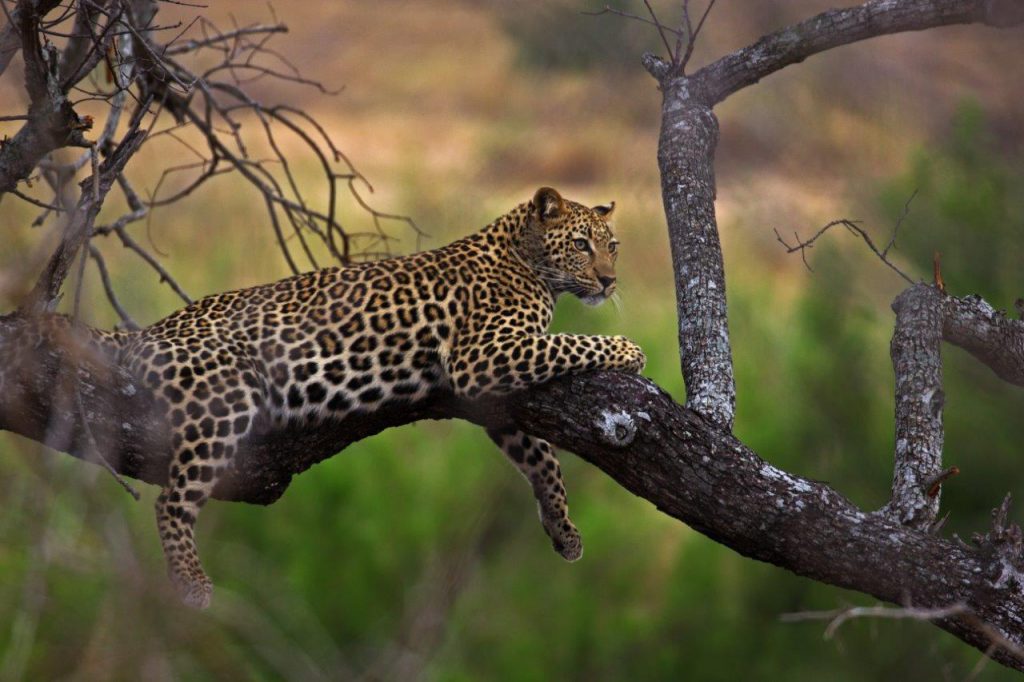 Top 5 Restcamps in Kruger National Park