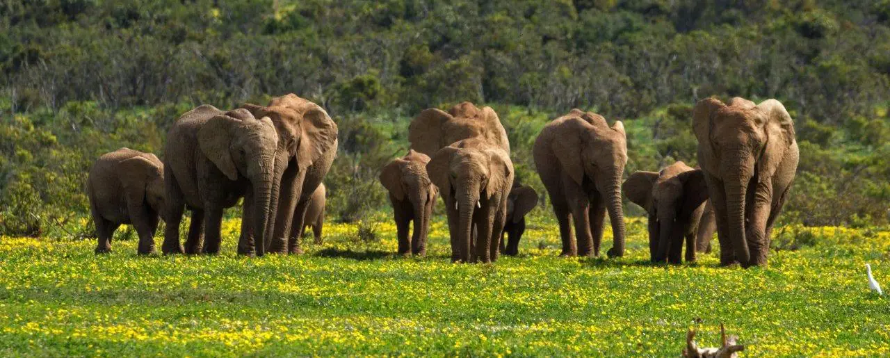 5 x Overnachten in Addo Elephant National Park | handige plekken om te slapen vlakbij de ingang van het park