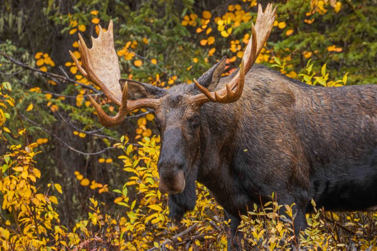 moose lake loop jasper national park