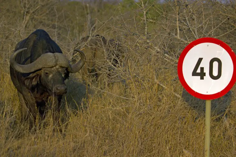Auto huren in Zuid-afrika
