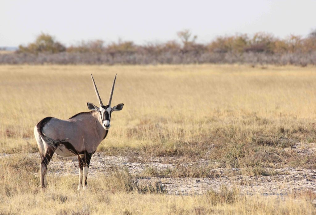 5 mooie nationale parken in Afrika