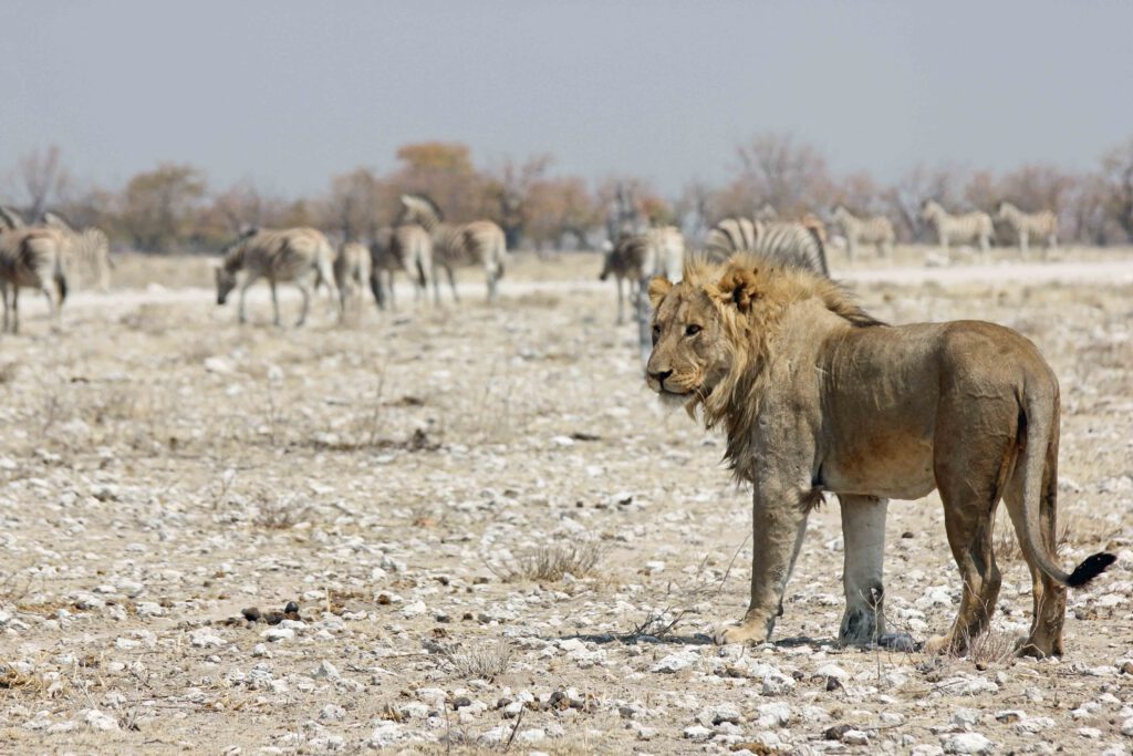 5 mooie nationale parken in Botswana