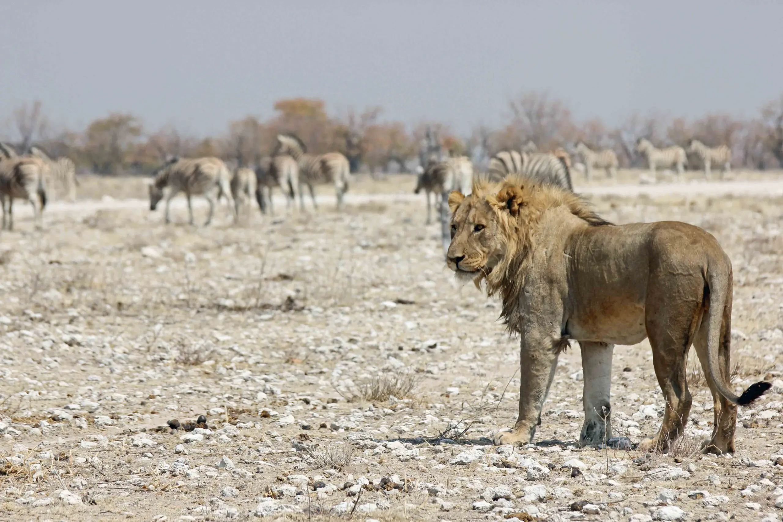 5 mooie nationale parken in Botswana voor een onvergetelijke safari