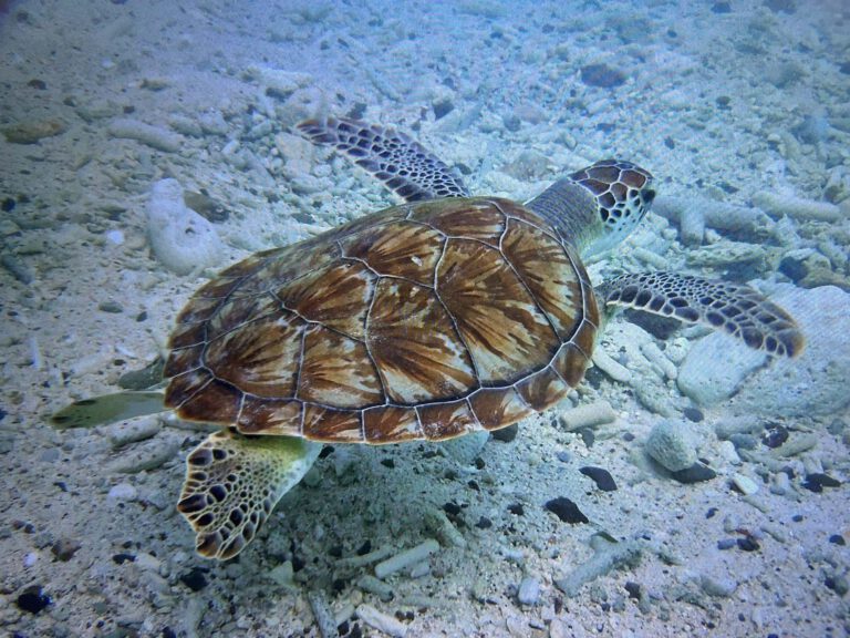 schildpad curacao