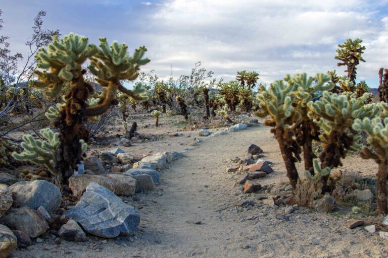 cholla cactus joshua tree national park