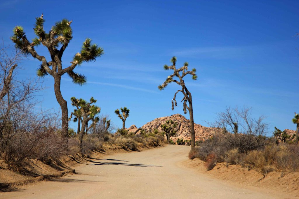 joshua tree weg