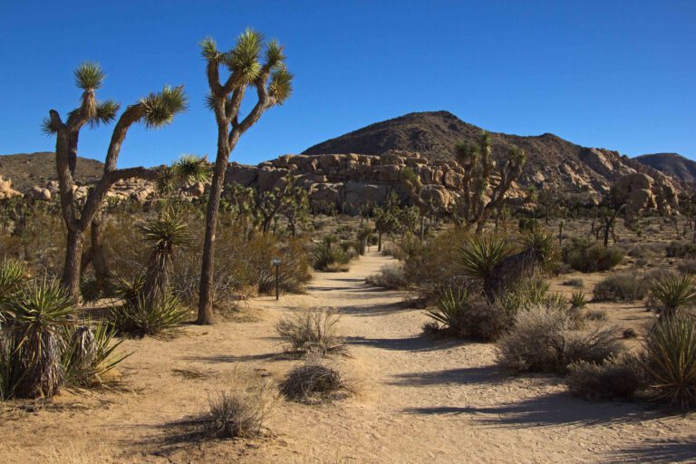 joshua tree national park