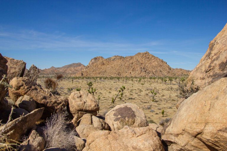 joshua tree vallei