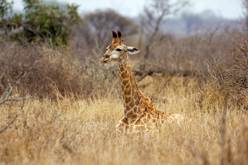 Overnachten in Krugerpark: de beste plekken en accommodaties aan de rand van het Krugerpark