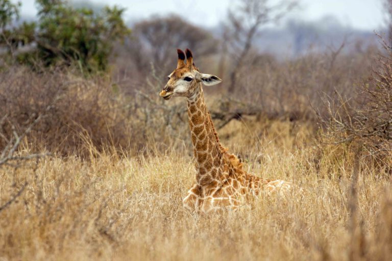 overnachten in krugerpark