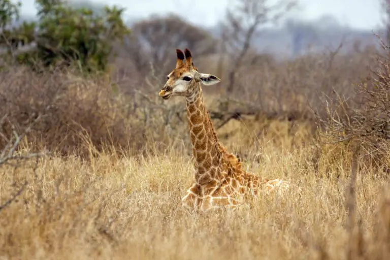 overnachten in krugerpark