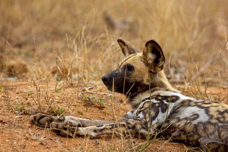 dieren in krugerpark