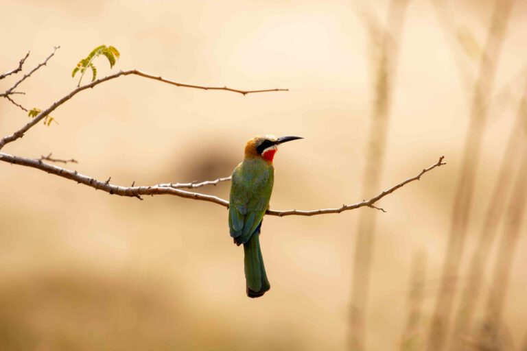 vogel in krugerpark