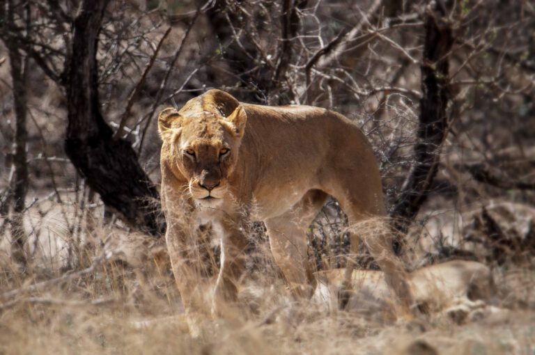 leeuw in zuid-afrika