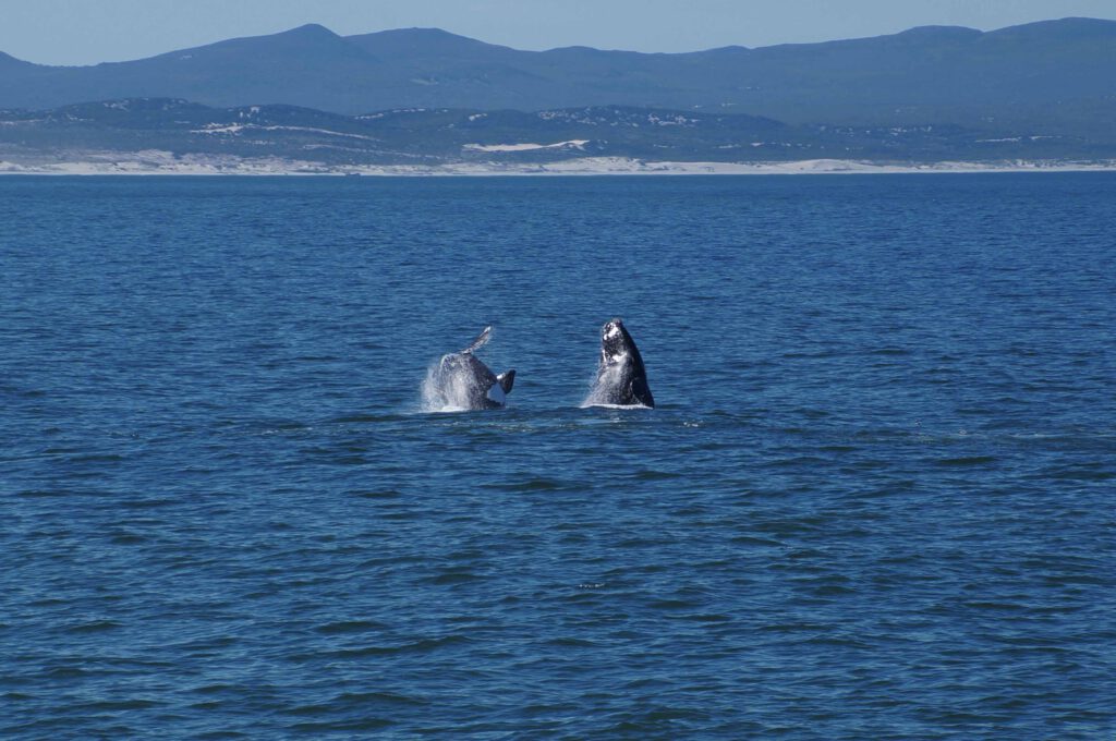 walvissen bij hermanus