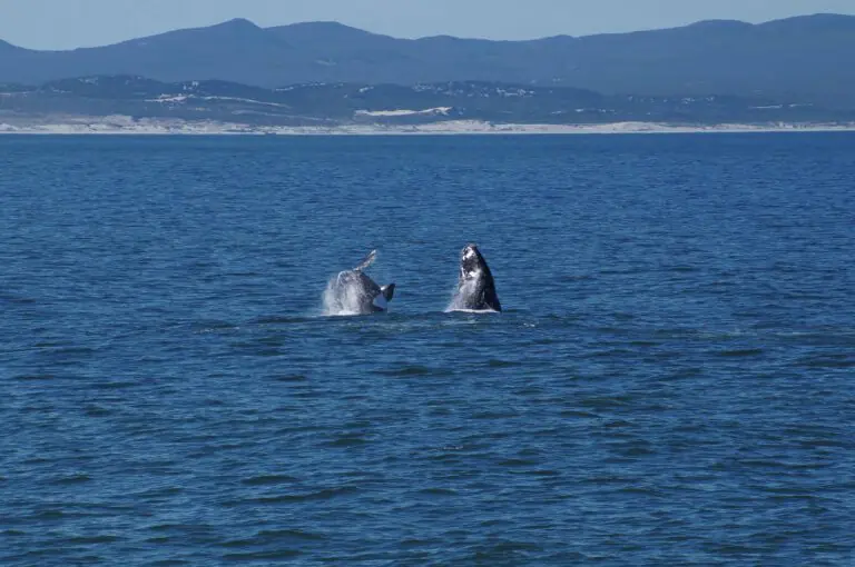 walvissen bij hermanus
