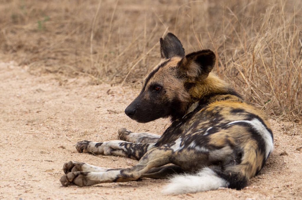 10 Tips voor jouw safari in Pilanesberg National Park