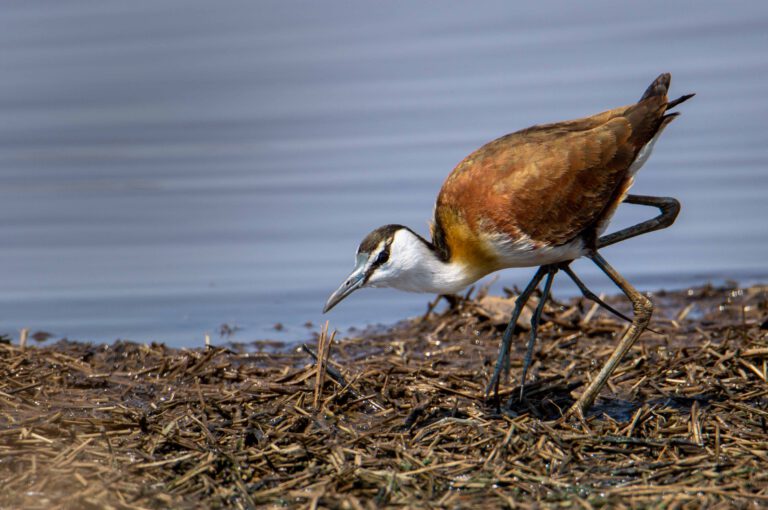 vogel tijdens safari in zuid-afrika