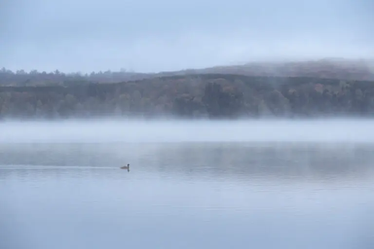 Algonquin canada mist