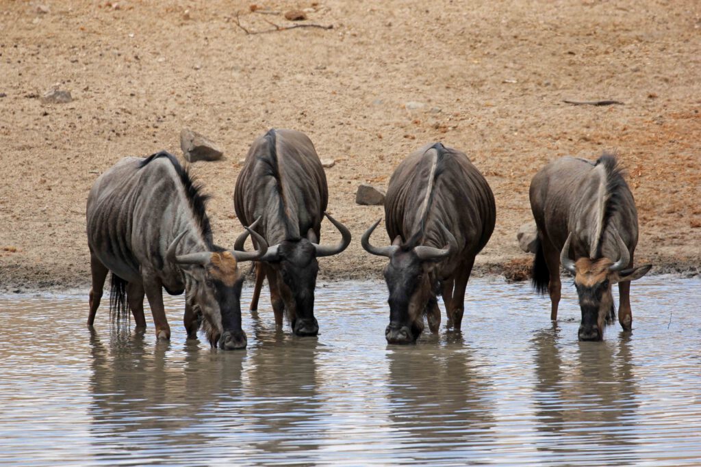 Overnachten in Pilanesberg: handige plekken om te slapen per ingang van het park