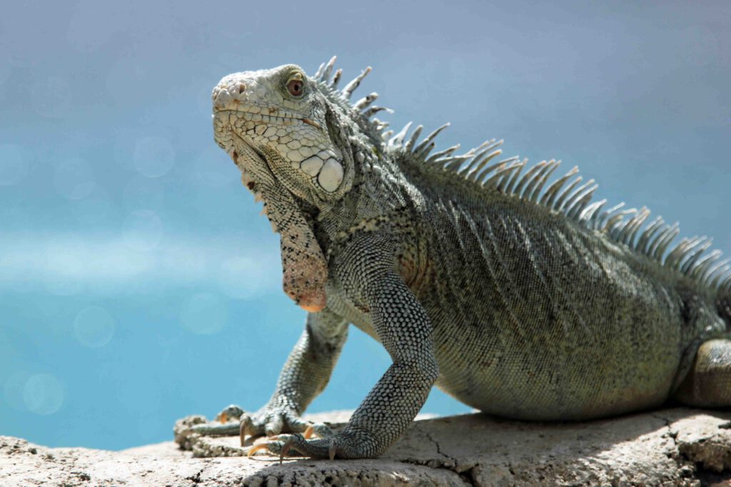 curacao met kinderen dieren