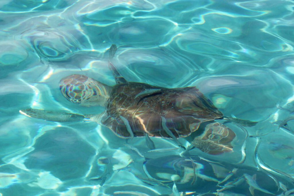 curacao met kinderen snorkelen met schildpadden