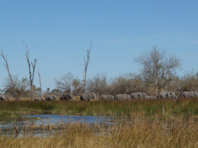 Overnachten in Chobe National Park: handige plekken om te Slapen vlakbij de ingang van het park