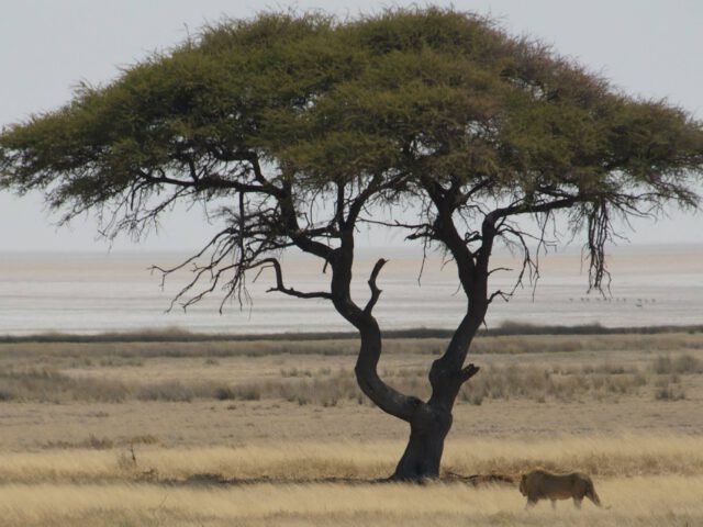 Overnachten in Etosha National Park: handige plekken om te slapen vlakbij de ingang van het park