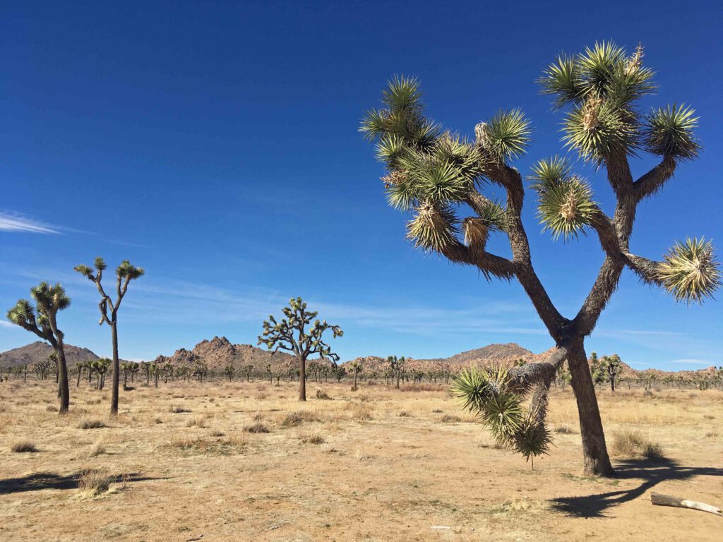 overnachten in joshua tree