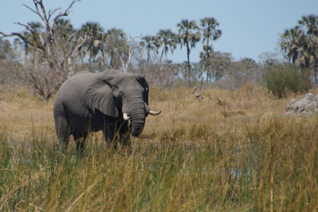 overnachten in moremi