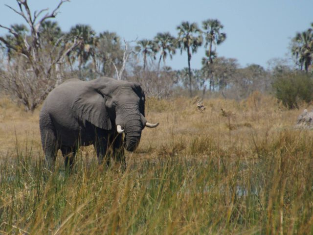 Overnachten in Moremi Game Reserve – handige plekken om te slapen vlakbij de ingang van het park