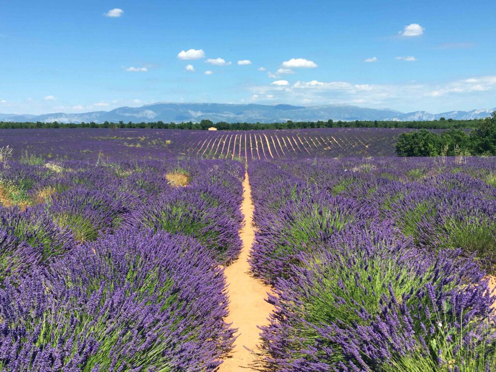 provence met kinderen