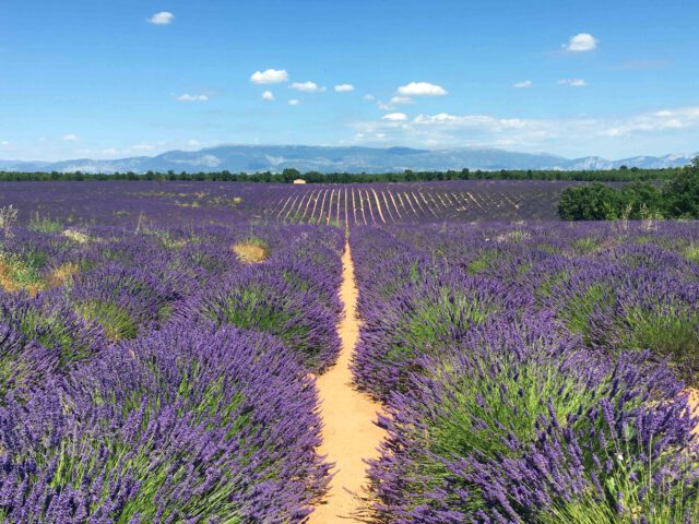 Provence met kinderen: de mooiste plekken en kindvriendelijke hotels​ op een rij